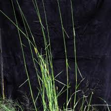 Image result for Setaria pseudaristata