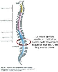 Le nerf pudendal se divise en trois branches : Pudendalgie Clunealgie Ou Syndrome Myofascial Osteopathe A Paris