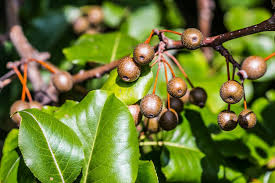 Bradford pear fruits are small, round, and hard until they soften after the first frost. Calleryana Information Learn About The Care Of Callery Pear Trees