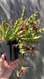 Image result for Orbea caudata