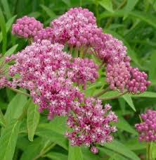 Scegli tra immagini premium su milkweed garden della migliore qualità. Buy Swamp Milkweed Lauren S Garden Service Native Plant Shop