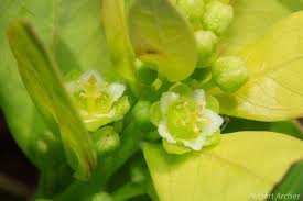 Image result for Clutia monticola