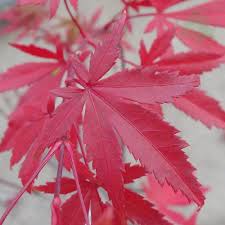 In general, dwarfs have small leaves, short internodes and profuse branching. Acer Palmatum Westonbirt Red Buy Rare Red Japanese Maples