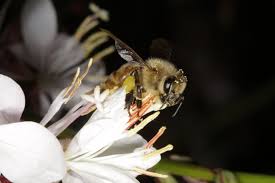 5 responses to 22 proven flowers that attract bees! Trees For Bees