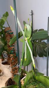 Image result for orchid cuttings