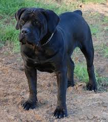 Black Boerboel Puppies For Sale In South Africa Spitsvuur Ramkat Pedigree Database Boerboel African Boerboel Dog Breeds Dogs