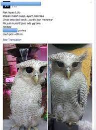 Burung hantu (owl *dalam bahasa inggris) kerap kali dianggap sebagai lambang pembelajaran, ilmu pengetahuan, dan kebijaksanaan. Mycat Owls Are Not Pets Burung Hantu Bukan Haiwan Facebook