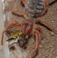 The camel spider is a spider type of insect that is not actually a spider yet it is part of arachnida. Camel Spiders Non Venomous Cousins Of True Spiders And Scorpions Use Powerful Jaws To Crush Their Prey Oregonlive Com