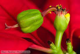 Poinsettia Flowers Part Three The Female Parts Stigmas Styles And Ovaries Ahoy Marc Perkins