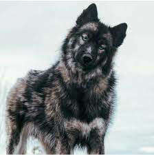 pin by barbara m faust on life with a siberian husky siberian husky puppies siberian husky dog husky dogs