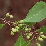 Image result for Gymnosporia senegalensis