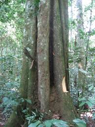 Image result for Hexalobus