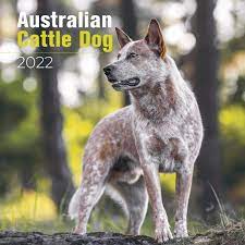 Our favorite equipment and tools, all based on exhaustive reviews and years upon years of professional cooking experience. Australian Cattle Dog Calendar 2022 Australian Cattle Dog Breed Calendar Australian Cattle Dog Premium Wall Calendar 2022 Walmart Com Walmart Com