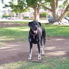 Their size ranges from 24 to 30 inches and weight is between 100 to 180 pounds. Meet Your Gentle Giant The Labradane Aka The Great Dane Lab Mix Animalso