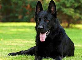 Our puppies are updated in all shotthey are affordable. Red And Black German Shepherd Puppies For Sale In Florida Pets Lovers