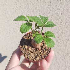 Image result for Cyphostemma lanigerum