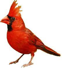 Check spelling or type a new query. Cardinal Bird Diet Habitat Facts Science4fun