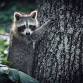 Raccoon Yoga event image