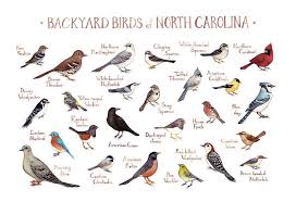 Birds Of Western North Carolina Book Backyard Birds Of North Carolina Field Guide Style Watercolor Painting Print Birds Of Georgia Backyard Birds Bird Poster