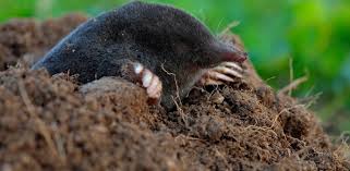Reduce lawn and garden damage caused by moles, skunks and raccoons. notice that it is discourage rather than eliminate. it. What Animals Are Digging In Your Yard Terminix