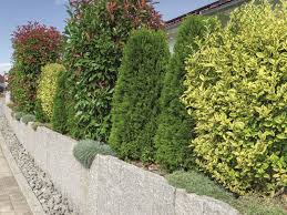 Https Imgix Obi De Magazinapi Dam Sichtschutz Welche Hecke Hecke Aus Verschiedenen Heckensorten Jpg Auto Format In 2020 Sichtschutz Pflanzen Pflanzen Garten Pflanzen