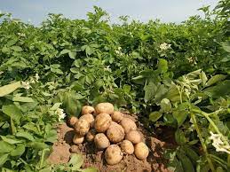 Potatoes Can Give you ksh 118,000 in 3 Months