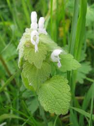 Image result for Galium scabrellum