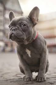 Like the french bulldog, the blue french bulldog is a stocky but small dog. Blue French Bulldog French Bulldog Wallpaper Grey French Bulldog French Bulldog