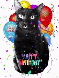 We did not find results for: Birthday Cat Gifs Get The Best Gif On Giphy