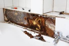 Locate the area with the black mold. Pictures Of Mold In The Home Identifying Mold