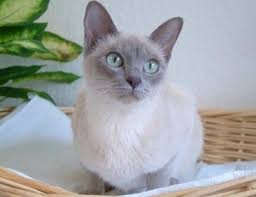 Siamese cats come from the ancient kingdom of siam (currently thailand), where it's said that this breed could only be owned by royalty. The Tonkinese