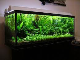 65 Gallon 48x18x18 Fully Planted Tank 100 Flourite Low Tech Low Cost Aquarium 4x40w Ge Aquarium Fish Tank Tropical Fish Aquarium Fresh Water Fish Tank