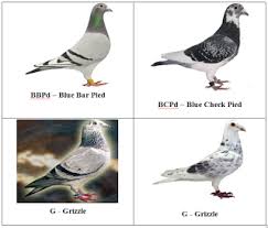 Pada bagian atas cenderung berwarna cokelat pucat, dan bagian bawahnya sering berwarna pink. Pengkodean Warna Pada Merpati Pos Edwin S Weblog