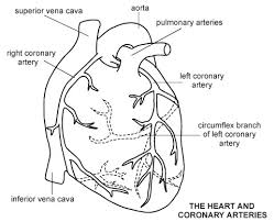 The walls of veins are thinner than arteries'. Simple Diagram Of Human Heart With Labels