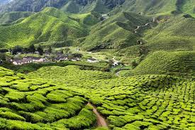 Tj lodge cameron highlands is a wise choice for accommodation when visiting cameron highlands, no matter you're a tourist or traveling on business. Exploring Malaysia S Cameron Highlands From Tanah Rata
