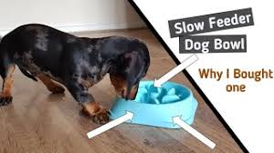 Each dog will be different but the same principle applies. Slow Feeder Dog Bowls Benefits And Risks Pet Keen