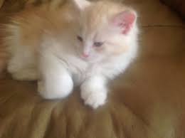 Kittens for sale through our shelters. Kittens For Sale Yorkville Il Patch