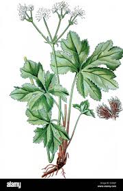 Image result for Sanicula