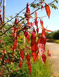 Image result for Acacia chariessa