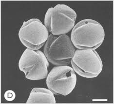 Image result for Indigofera subargentea