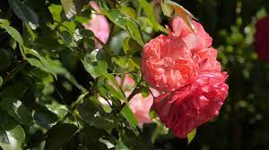The only creative subscription you need. Beautiful Nature Blooming Flowers Trees Leaves And Birds Tweeting In 4k Uhd Youtube