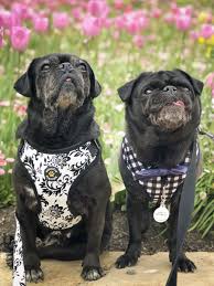 Last Weekend I Had The Pleasure Of Taking The 2 5 Hour Trip To Canberra For Floriade As They Had Dog S Day Out With Loads Of Stunning F Dogs Day Out Pugs Dogs