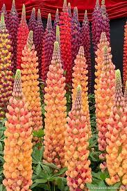 Chelsea Flower Show Lovely Guide To This Year S Chelsea Flower Show Chelsea Flower Show Lupine Flowers Flower Show