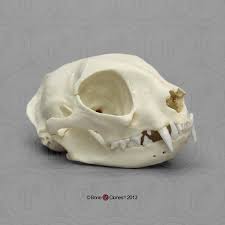 • predators are always carnivores or omnivores, whereas prey can be carnivores, herbivores, or. Domestic Cat Skull Bone Clones Inc Osteological Reproductions