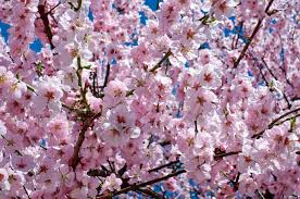 Weeping cherries are beautiful ornamental flowering trees. Flowering Cherry Tree Bower Branch 3 Year Guarantee Available