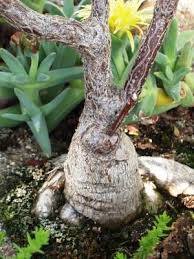 Image result for Erythrophysa