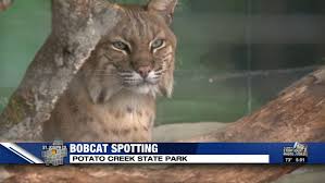 Couple Shares About Their Photo Of A Bobcat At Potato Creek State Park