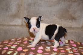 Boston terrier puppies will be born any day now. Boston Terrier English Bulldog Puppy For Sale Butler Ohio Trixie Runt Ac Puppies Llc