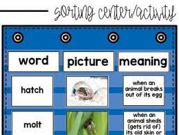 Life Cycles Vocabulary Match Up Activity Life Cycles Vocabulary Science Lessons