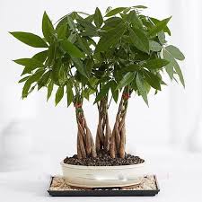 In the uk and most of temperate europe it needs to be grown as an indoor bonsai as it is. The Easiest Plants To Keep Alive Try These 7 Hard To Kill House Plants Money Trees Hanging Plants Indoor Bonsai Trees For Sale